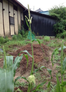 トウモロコシのフサッ、、、、、