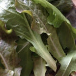 ベランダ農園、、、、、