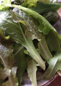 ベランダ農園、、、、、