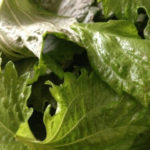 シソの葉、、、、、