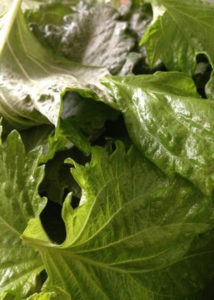 シソの葉、、、、、