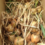 農業日和、、、、、