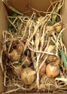 農業日和、、、、、