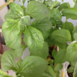 ベランダ農園、、、、、