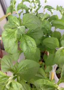 ベランダ農園、、、、、