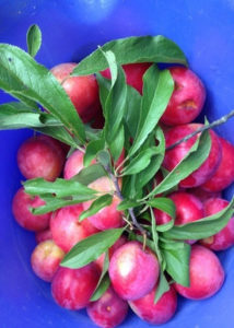 いただきました〜、、、、、