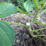 黒豆の花、、、、、