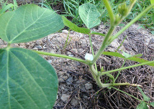 黒豆の花、、、、、