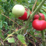 中玉トマト、、、、、