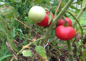 中玉トマト、、、、、