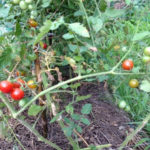 スズナリトマト、、、、、