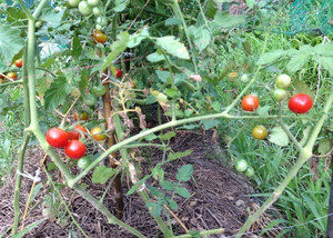 スズナリトマト、、、、、