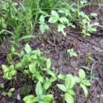 畑はイタリアン、、、、、