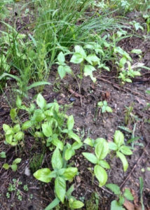 畑はイタリアン、、、、、