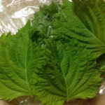 青シソの収穫、、、、、