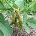 黒と白の、、、、、