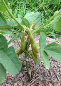 黒と白の、、、、、