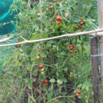 実りの夏、、、、、