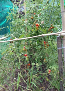 実りの夏、、、、、