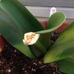 マユハケオモトに、、、、、