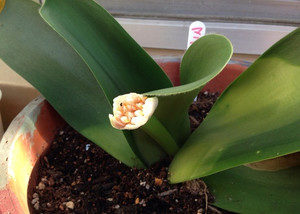 マユハケオモトに、、、、、