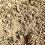 でーこん、、、、、、が