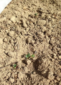 でーこん、、、、、、が