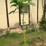 今年も楽しみました、、、、、