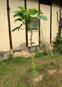 今年も楽しみました、、、、、