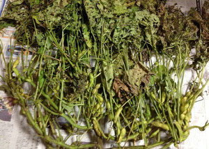 ここまでできれば、、、、、