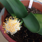 マユハケオモトが、、、、、