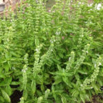 バジル農家かも、、、、、