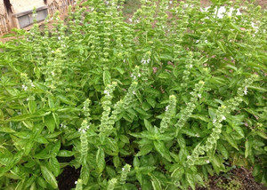 バジル農家かも、、、、、