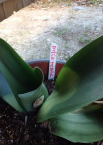 マユハケオモト、、、、、