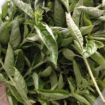 乾燥バジル、、、、、