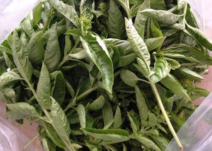 乾燥バジル、、、、、