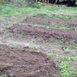 タマネギの苗植え、、、、、