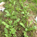 ダイコンの間引き、、、、、