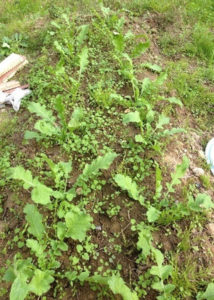 ダイコンの間引き、、、、、