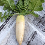 ダイコンの収穫、、、、、