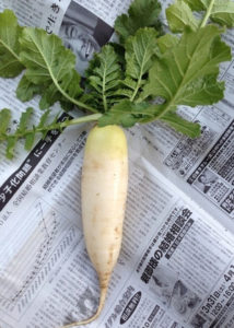 ダイコンの収穫、、、、、