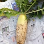 新鮮なダイコン、、、、、