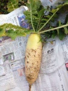 新鮮なダイコン、、、、、