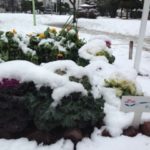 二週続けて、、、、、