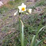 畑の水仙、、、、、、