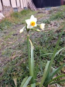 畑の水仙、、、、、、
