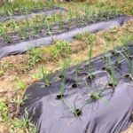 順調なタマネギ、、、