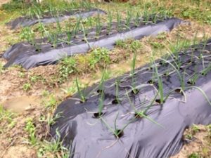 順調なタマネギ、、、