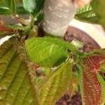 サクランボ、、、、、、