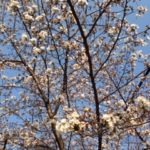 季節の花、、、、、、